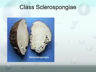 Class Sclerospongiae
Stromatospongia
 