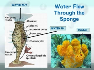 Water Flow
Through the
Sponge
WATER IN
WATER OUT
Osculum
 