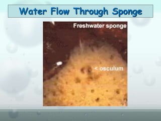 Water Flow Through Sponge
 