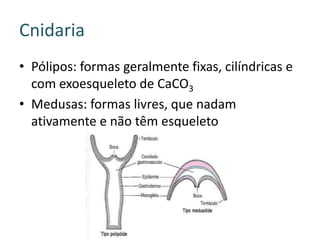 Cnidaria
• Pólipos: formas geralmente fixas, cilíndricas e
  com exoesqueleto de CaCO3
• Medusas: formas livres, que nadam
  ativamente e não têm esqueleto
 