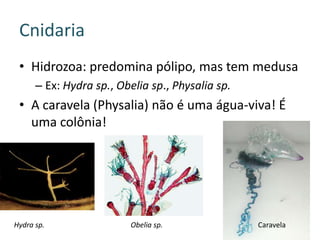 Cnidaria
 • Hidrozoa: predomina pólipo, mas tem medusa
      – Ex: Hydra sp., Obelia sp., Physalia sp.
 • A caravela (Physalia) não é uma água-viva! É
   uma colônia!




Hydra sp.                 Obelia sp.              Caravela
 