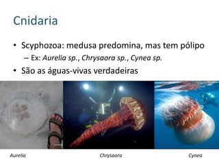 Cnidaria
 • Scyphozoa: medusa predomina, mas tem pólipo
      – Ex: Aurelia sp., Chrysaora sp., Cynea sp.
 • São as águas-vivas verdadeiras




Aurelia                      Chrysaora              Cynea
 