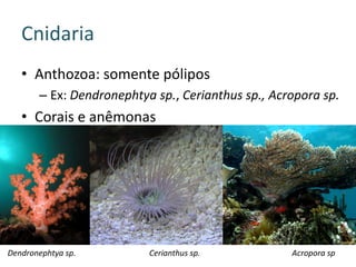 Cnidaria
   • Anthozoa: somente pólipos
       – Ex: Dendronephtya sp., Cerianthus sp., Acropora sp.
   • Corais e anêmonas




Dendronephtya sp.         Cerianthus sp.           Acropora sp
 