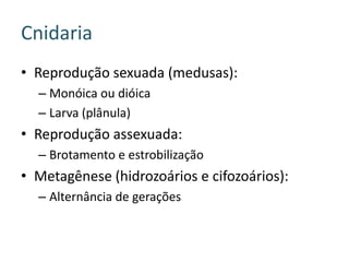Cnidaria
• Reprodução sexuada (medusas):
  – Monóica ou dióica
  – Larva (plânula)
• Reprodução assexuada:
  – Brotamento e estrobilização
• Metagênese (hidrozoários e cifozoários):
  – Alternância de gerações
 