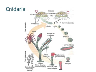Cnidaria
 