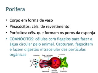 Porifera
•   Corpo em forma de vaso
•   Pinacócitos: céls. de revestimento
•   Porócitos: céls. que formam os poros da esponja
•   COANÓCITOS: células com flagelos para fazer a
    água circular pelo animal. Capturam, fagocitam
    e fazem digestão intracelular das partículas
    orgânicas
 
