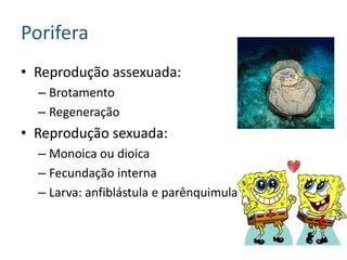 Porifera
• Reprodução assexuada:
  – Brotamento
  – Regeneração
• Reprodução sexuada:
  – Monoica ou dioica
  – Fecundação interna
  – Larva: anfiblástula e parênquimula
 
