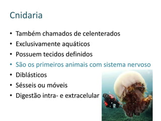 Cnidaria
•   Também chamados de celenterados
•   Exclusivamente aquáticos
•   Possuem tecidos definidos
•   São os primeiros animais com sistema nervoso
•   Diblásticos
•   Sésseis ou móveis
•   Digestão intra- e extracelular
 