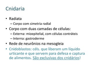 Cnidaria
• Radiata
  – Corpo com simetria radial
• Corpo com duas camadas de células:
  – Externa: mioepitelial, com células contráteis
  – Interna: gastroderme
• Rede de neurônios na mesogleia
• Cnidoblastos: céls. que liberam um líquido
  urticante e que servem para defesa e captura
  de alimentos. São exclusivas dos cnidários!
 