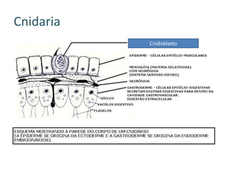 Cnidaria
           Cnidoblasto
 