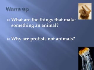 Warm up What are the things that make something an animal? Why are protists not animals? 