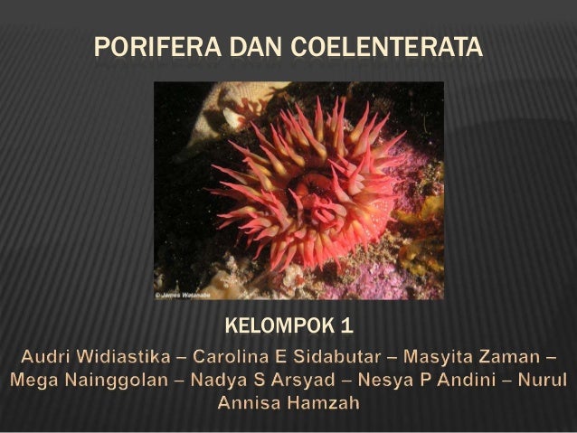 93+ Gambar Hewan Porifera Dan Coelenterata Terbaru