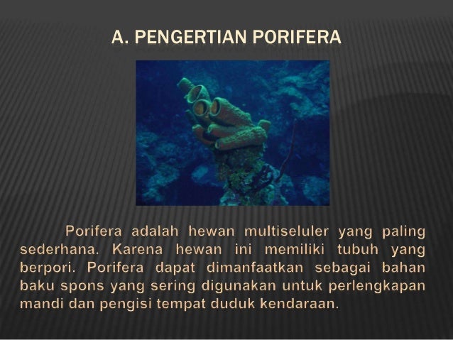 93+ Gambar Hewan Porifera Dan Coelenterata Terbaru