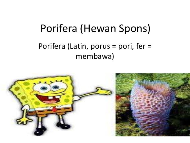 Porifera Hewan Spons