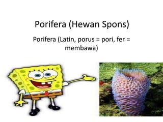 Porifera (Hewan Spons)
Porifera (Latin, porus = pori, fer =
membawa)
 