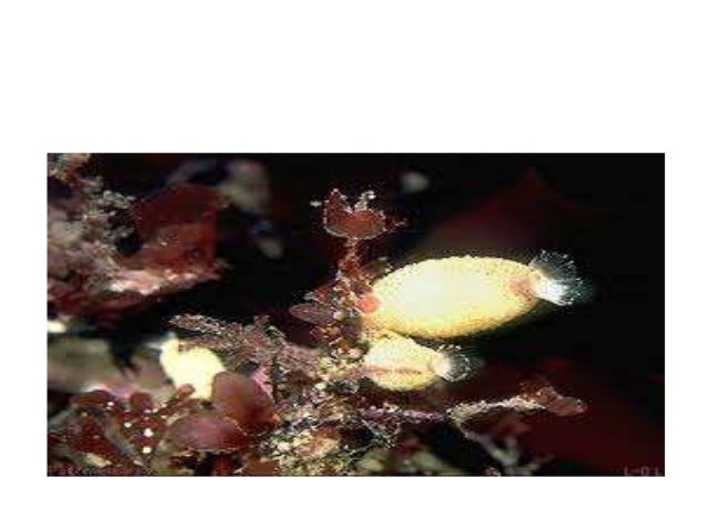 Porifera hewan spons  