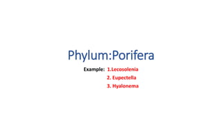Phylum:Porifera
Example: 1.Lecosolenia
2. Eupectella
3. Hyalonema
 