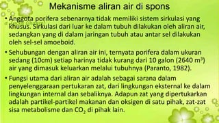 Mekanisme aliran air di spons 
• Anggota porifera sebenarnya tidak memiliki sistem sirkulasi yang 
khusus. Sirkulasi dari luar ke dalam tubuh dilakukan oleh aliran air, 
sedangkan yang di dalam jaringan tubuh atau antar sel dilakukan 
oleh sel-sel amoeboid. 
• Sehubungan dengan aliran air ini, ternyata porifera dalam ukuran 
sedang (10cm) setiap harinya tidak kurang dari 10 galon (2640 m3) 
air yang dimasuk keluarkan melalui tubuhnya (Paranto, 1982). 
• Fungsi utama dari aliran air adalah sebagai sarana dalam 
penyelenggaraan pertukaran zat, dari lingkungan eksternal ke dalam 
lingkungan internal dan sebaliknya. Adapun zat yang dipertukarkan 
adalah partikel-partikel makanan dan oksigen di satu pihak, zat-zat 
sisa metabolisme dan CO2 di pihak lain. 
 