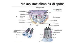 Mekanisme aliran air di spons 
 