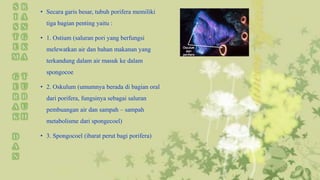 • Secara garis besar, tubuh porifera memiliki 
tiga bagian penting yaitu : 
• 1. Ostium (saluran pori yang berfungsi 
melewatkan air dan bahan makanan yang 
terkandung dalam air masuk ke dalam 
spongocoe 
• 2. Oskulum (umumnya berada di bagian oral 
dari porifera, fungsinya sebagai saluran 
pembuangan air dan sampah – sampah 
metabolisme dari spongecoel) 
• 3. Spongocoel (ibarat perut bagi porifera) 
 
