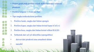 • Sistem gerak pada porifera terjadi akibat kontraksi-relaksasi 
pinakosit. 
• Porifera bergeser 1-4 mm per hari 
• Tipe rangka/endeoskeleton porifera: 
1. Porifera lunak, rangka dari bahan spongin 
2. Porifera kapur, rangka dari bahan kristal kapur (CaCo3) 
3. Porifera kaca, rangka dari bahan kristal silikat H2Si3O7 
4. Terbentuk dari sel-sel skleroblas (spongioblas) 
• derivat dari pinakosit atau amoebasit dalam 
• mesohil 
 