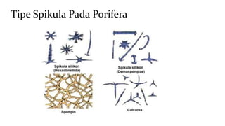 Tipe Spikula Pada Porifera 
 