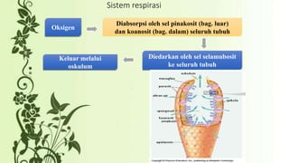 Sistem respirasi 
Oksigen 
Diabsorpsi oleh sel pinakosit (bag. luar) 
dan koanosit (bag. dalam) seluruh tubuh 
Diedarkan oleh sel selamubosit 
ke seluruh tubuh 
Keluar melalui 
oskulum 
 