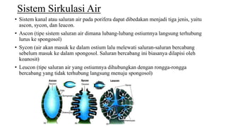 Sistem Sirkulasi Air 
• Sistem kanal atau saluran air pada porifera dapat dibedakan menjadi tiga jenis, yaitu 
ascon, sycon, dan leucon. 
• Ascon (tipe sistem saluran air dimana lubang-lubang ostiumnya langsung terhubung 
lurus ke spongosol) 
• Sycon (air akan masuk ke dalam ostium lalu melewati saluran-saluran bercabang 
sebelum masuk ke dalam spongosol. Saluran bercabang ini biasanya dilapisi oleh 
koanosit) 
• Leucon (tipe saluran air yang ostiumnya dihubungkan dengan rongga-rongga 
bercabang yang tidak terhubung langsung menuju spongosol) 
 