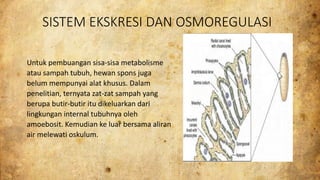 SISTEM EKSKRESI DAN OSMOREGULASI 
Untuk pembuangan sisa-sisa metabolisme 
atau sampah tubuh, hewan spons juga 
belum mempunyai alat khusus. Dalam 
penelitian, ternyata zat-zat sampah yang 
berupa butir-butir itu dikeluarkan dari 
lingkungan internal tubuhnya oleh 
amoebosit. Kemudian ke luar bersama aliran 
air melewati oskulum. 
 