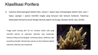 Klasifikasi Porifera 
A. Calcarea (Calcisspongiae) (dalam latin, calcare = kapur) atau Calcispongiae (dalam latin, calci = 
kapur, spongia = spons) memiliki rangka yang tersusun dari kalsium karbonat. Tubuhnya 
kebanyakan berwarna pucat dengan bentuk seperti vas bunga, dompet, kendi, atau silinder. 
Tinggi tubuh kurang dari 10 cm. Struktur tubuh ada yang 
memiliki saluran air askonoid, sikonoid, atau leukonoid. 
Calcarea hidup di laut dangkal, contohnya Sycon, Clathrina, dan 
Leucettusa lancifer. Bentuk tipe saluran air dari Calcarea adalah 
askonoid, sikonoid, dan leukonoid. 
 