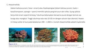 C. Hexactinellida 
(dalam bahasa yunani, hexa = enam) atau Hyalospongiae (dalam bahasa yunani, hyalo = 
kaca/transparan, spongia = spons) memiliki spikula yang tersusun dari silika. Ujung spikula 
berjumlah enam seperti bintang. Tubuhnya kebanyakan berwarna pucat dengan bentuk vas 
bunga atau mangkuk. Tinggi tubuhnya rata-rata 10-30 cm dengan saluran tipe sikonoid. Hewan 
ini hidup soliter di laut pada kedalaman 200 – 1.000 m. Contoh Hexactinellida adalah Euplectella. 
 