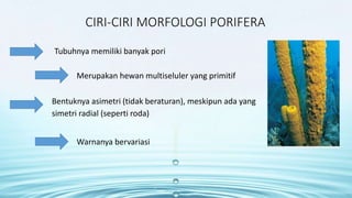 CIRI-CIRI MORFOLOGI PORIFERA 
Tubuhnya memiliki banyak pori 
Merupakan hewan multiseluler yang primitif 
Bentuknya asimetri (tidak beraturan), meskipun ada yang 
simetri radial (seperti roda) 
Warnanya bervariasi 
 