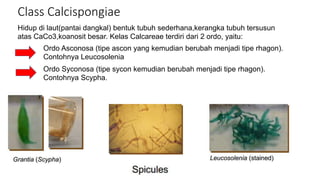 Class Calcispongiae 
Hidup di laut(pantai dangkal) bentuk tubuh sederhana,kerangka tubuh tersusun 
atas CaCo3,koanosit besar. Kelas Calcareae terdiri dari 2 ordo, yaitu: 
Ordo Asconosa (tipe ascon yang kemudian berubah menjadi tipe rhagon). 
Contohnya Leucosolenia 
Ordo Syconosa (tipe sycon kemudian berubah menjadi tipe rhagon). 
Contohnya Scypha. 
 