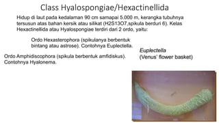 Class Hyalospongiae/Hexactinellida 
Hidup di laut pada kedalaman 90 cm samapai 5.000 m, kerangka tubuhnya 
tersusun atas bahan kersik atau silikat (H2S13O7,spikula berduri 6). Kelas 
Hexactinellida atau Hyalospongiae terdiri dari 2 ordo, yaitu: 
Ordo Hexasterophora (spikulanya berbentuk 
bintang atau astrose). Contohnya Euplectella. 
Ordo Amphidiscophora (spikula berbentuk amfidiskus). 
Contohnya Hyalonema. 
 