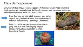 Class Demospongiae 
Umumnya hidup di laut, beberapa spesies hidup di air tawar. Pada umumnya 
tidak mempunyai rangka terbuat dari kersik, spongin atau campuran keduanya. 
Kelas Demospongiae terdiri dari 8 ordo yaitu: 
Ordo Carnosa (rangka tubuh tersusun atas bahan 
organik yang berbentuk bubur, kadang-kadang di 
temukan spikula kecil). Contohnya Chondrosia. 
Ordo choristida (rangka tersusun atas spikula 
yang tersusun atas spikula yang berjajar 
empat, mencuat dari suatu titik sentral). 
Contohnya Geodia. 
 