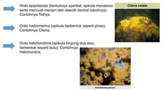 Ordo epipolasida (bentuknya sperikal, spikula monakson 
serta mencuat menjari dari daerah sentral tubuhnya). 
Contohnya Tethya. 
Ordo hadromerina (spikula berbentuk seperti pines). 
Contohnya Cliona. 
Ordo halichondrina (spikula brujung dua atau 
berbentuk seperti bulu). Contohnya 
Halichondria. 
 