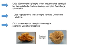 Ordo poeciloclerina (rangka tubuh tersusun atas berbagai 
bentuk spikula dan kadang-kadang spongin). Contohnya 
Microciona. 
Ordo haplosclerina (berkerangka fibrosa). Contohnya 
Haliclona. 
Ordo keratosa (tidak berspikula berangka 
spongin). Contohnya Spongia 
 