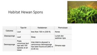 Habitat Hewan Spons 
 