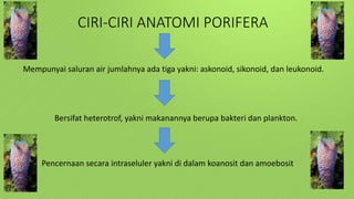CIRI-CIRI ANATOMI PORIFERA 
Mempunyai saluran air jumlahnya ada tiga yakni: askonoid, sikonoid, dan leukonoid. 
Bersifat heterotrof, yakni makanannya berupa bakteri dan plankton. 
Pencernaan secara intraseluler yakni di dalam koanosit dan amoebosit 
 