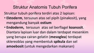 Struktur Anatomis Tubuh Porifera 
Struktur tubuh porifera terdiri atas 2 lapisan: 
• Ektoderm, tersusun atas sel pipih (pinakosit), yang 
mengandung banyak ostium 
• Endoderm, tersusun atas sel berflagel koanosit. 
Diantara lapisan luar dan dalam terdapat mesenkim 
yang berupa cairan gelatin (mesoglea) terdapat 
sklereoblas yang membentuk spikula dan sel 
amoebosit (untuk mengedarkan makanan) 
 