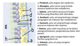 a. Pinakosit, yaitu bagian dari epidermis. 
b. Mesoglea, yaitu cairan yang terletak 
diantara epidermis dan endodermis. 
c. Spikula¸ yaitu bahan penyusun/rangka 
Porifera yang dihasilkan oleh skleroblas. 
d. Amebosit, yaitu sel yang berfungsi sebagai 
pengangkut zat makanan dan metabolisme. 
e. Koanosit, yaitu sel yang berfungsi sebagai 
pencerna makanan dan respirasi. 
f. Ostium, yaitu celah masuknya air ke dalam 
spongosol/oskulum, pergerakannya diatur oleh 
porosit. 
g. Spongosol, yaitu ruangan dalam tubuh 
Porifera yang berisi air. 
h. Arkeosit, yaitu sel yang mengatur 
reproduksi. 
 
