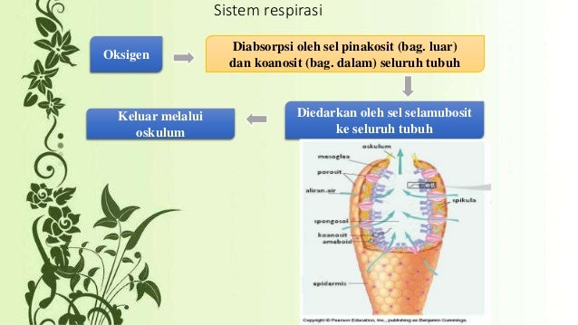 Porifera