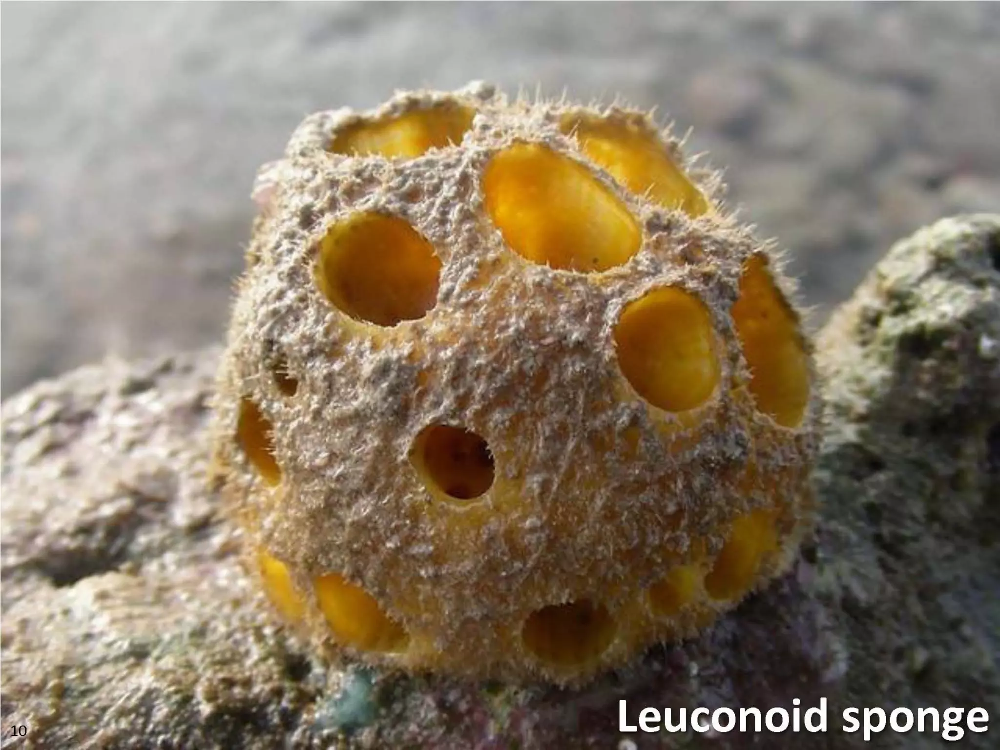   Porifera & placozoa 2012