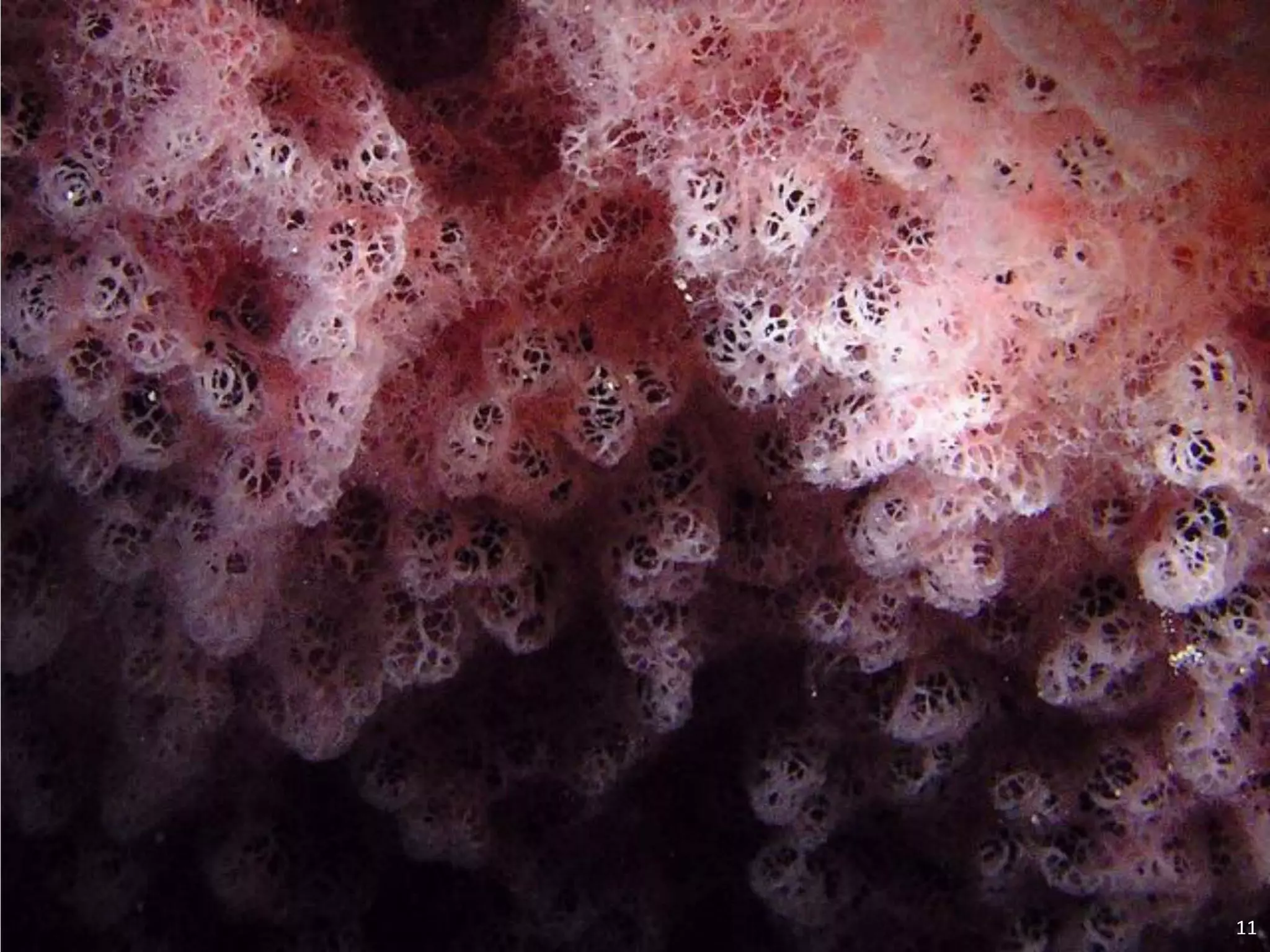   Porifera & placozoa 2012