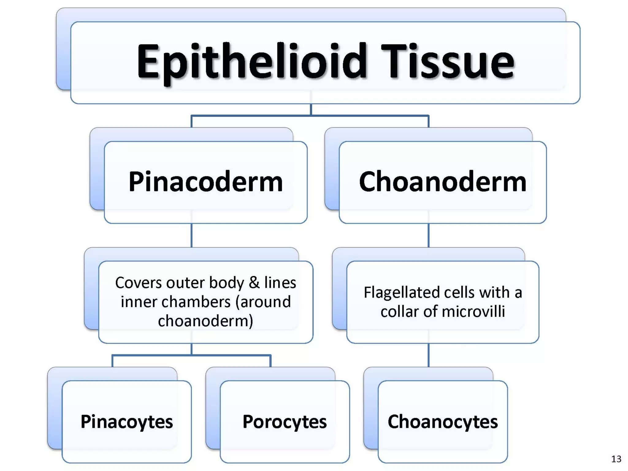   Porifera & placozoa 2012
