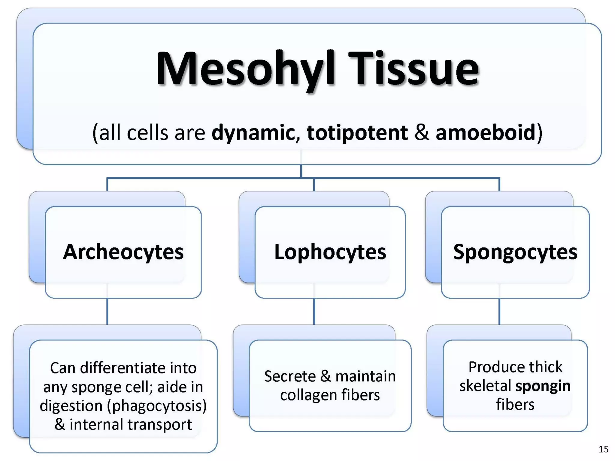  Porifera & placozoa 2012