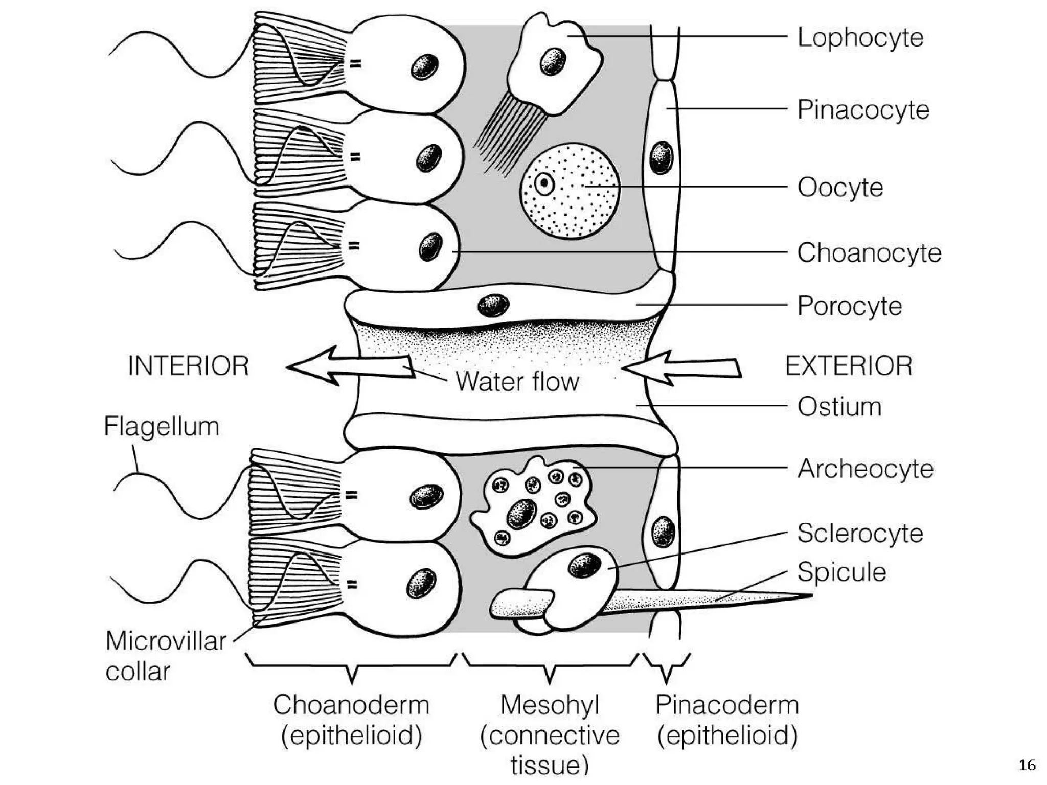   Porifera & placozoa 2012
