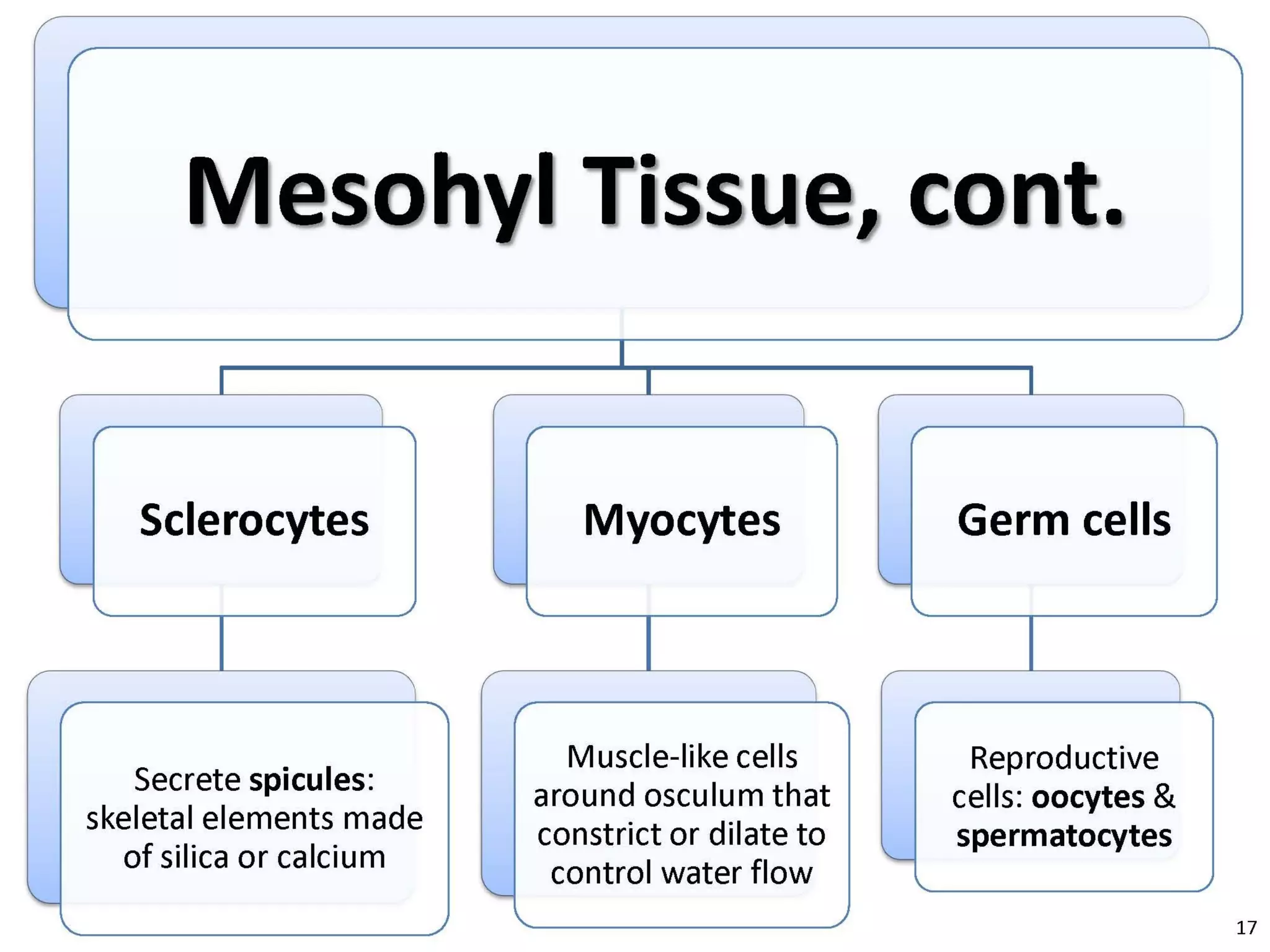  Porifera & placozoa 2012