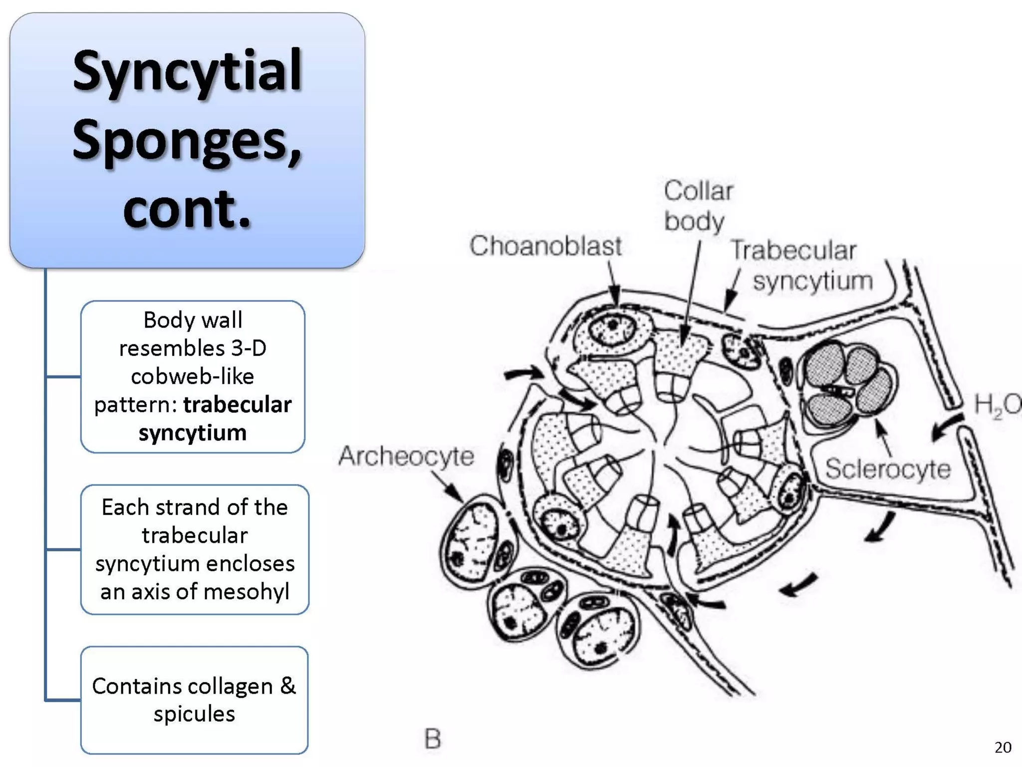   Porifera & placozoa 2012