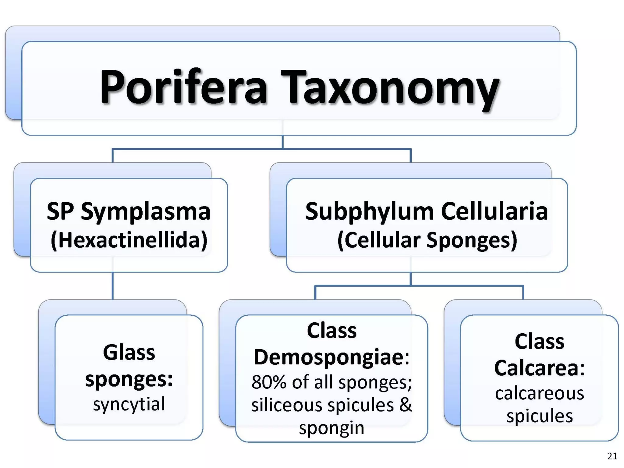   Porifera & placozoa 2012